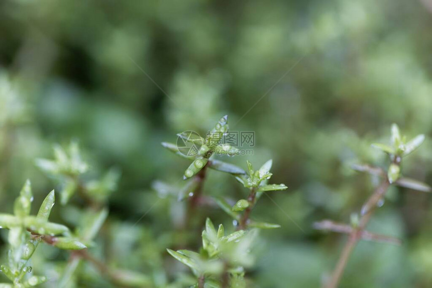 沼泽岩质植物的叶子图片