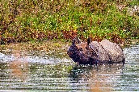 大独角犀牛印度犀牛亚洲犀牛独角犀牛湿地皇家巴迪亚公园巴迪亚公园图片