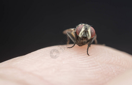 野生花园小飞虫或害虫图片