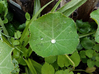 湿绿色旱金莲植物叶上的水滴图片