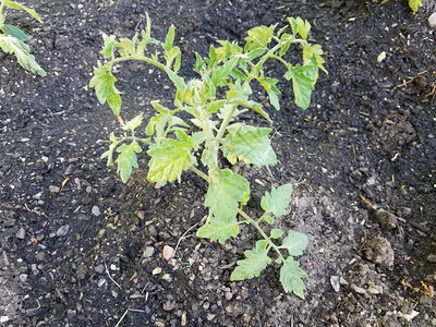 在泥土或壤园中的番茄图片
