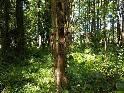 在森林或木树干上生长的藤图片