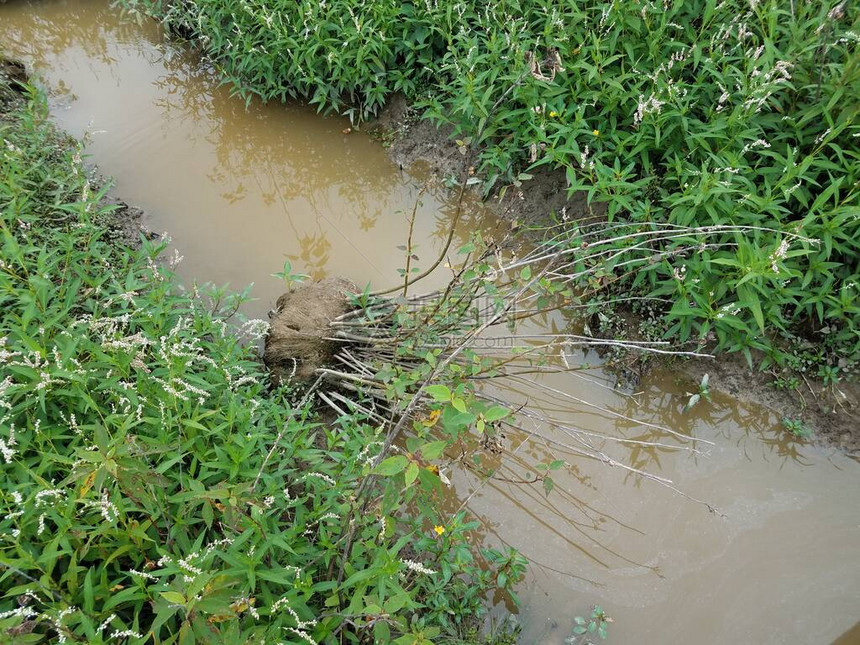 在湿地或沼泽地有绿色植物的黑泥水或小溪图片