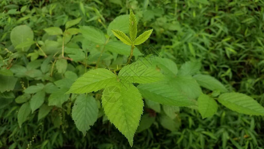 用绿叶和荆棘毒害常春藤植物杂草图片