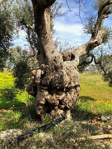 意大利南部普利亚令人惊异的世俗橄榄树背景图片