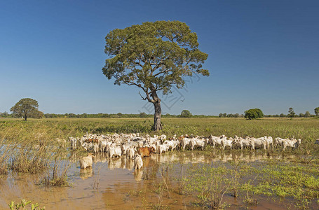 巴西Pantanal湿图片