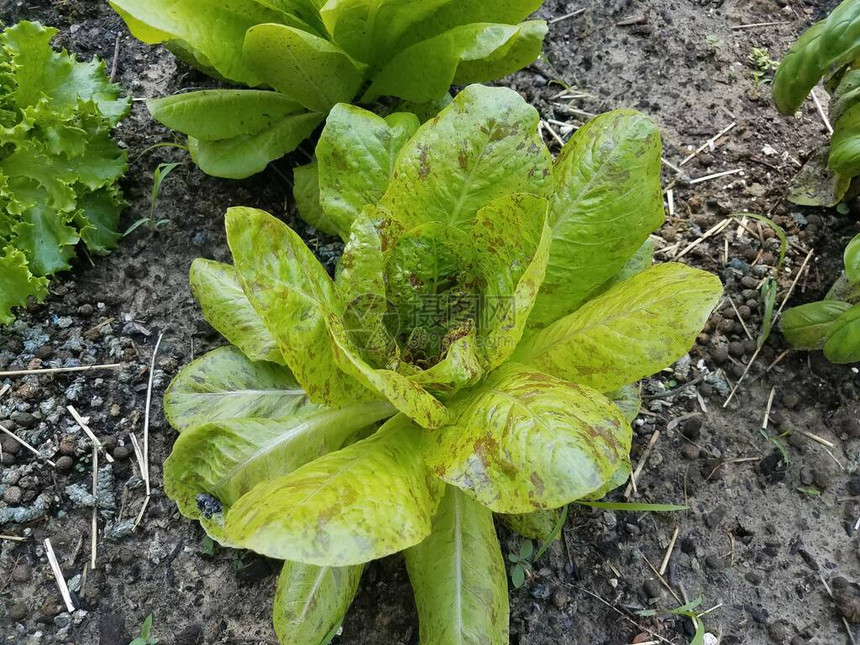 花园泥土中的绿色莴苣植物图片