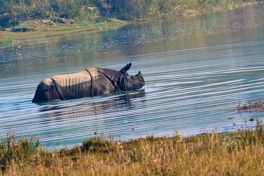大独角犀牛印度犀牛亚洲犀牛独角犀牛湿地皇家巴迪亚公园巴迪亚公园图片