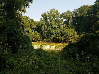 中等大小的河流和沿岸的绿树图片