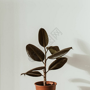 在白色背景的花盆中关闭橡胶植物纤维最小现代室内设计概念图片