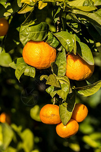 绿叶果树橘子图片