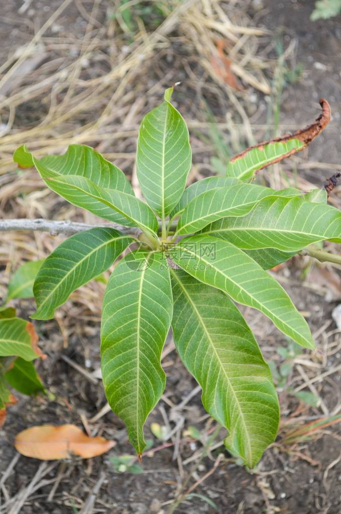 自然花园中新鲜的绿色芒果叶图片