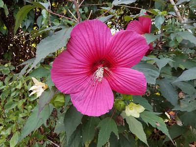 绿叶的植物花朵的粉红色图片