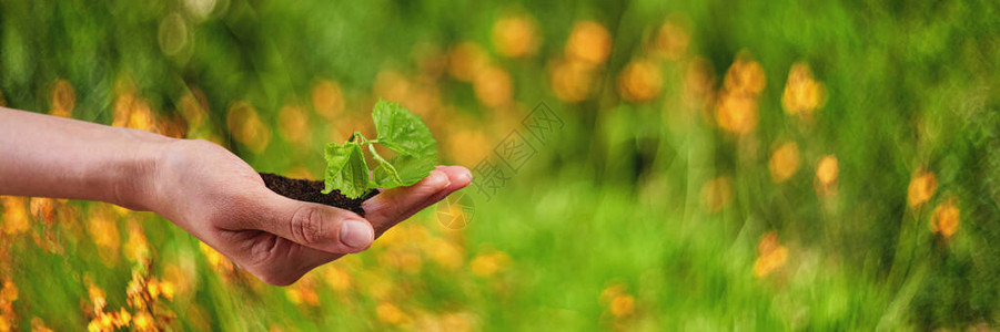 日光下的新生命年轻植物图片