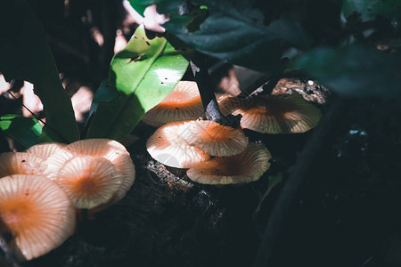 黑暗热带雨林中的宁静风景图片