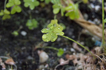 带雨滴的三叶草隔离在花盆上背景图片