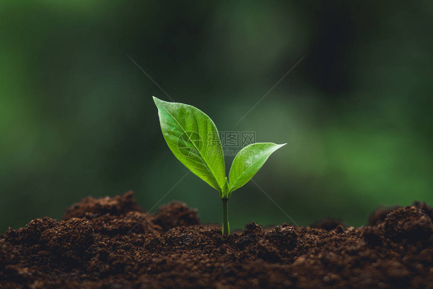 在自然的树上浇水植树种图片