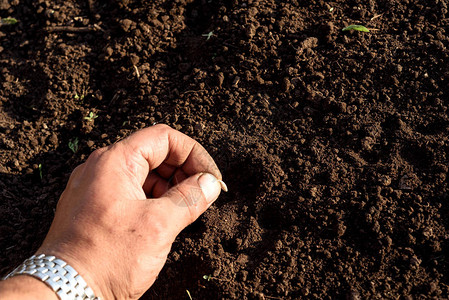 白男手和指将黄瓜种子植入新鲜的棕色土壤图片