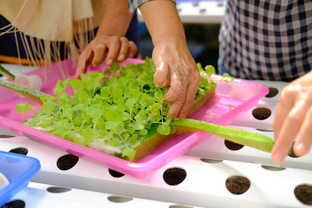 水培农场温室生菜幼苗发芽图片