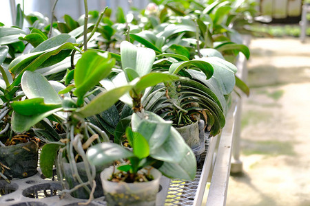 农场温室里生长的兰花植物图片