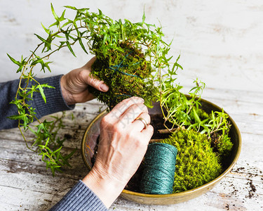 用苔藓和常春藤制作kokedama图片