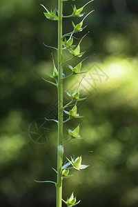 没有野生植物DigitisPurpu图片