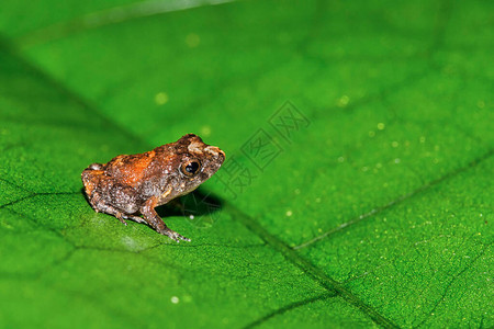 热带青蛙热带雨林哥斯达黎加图片