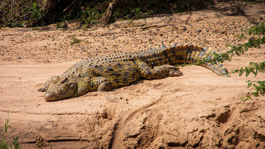 鳄鱼在沙滩上休息图片