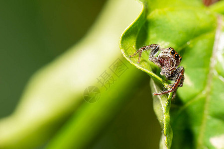 来自澳大利亚的彩色咬人跳线蜘蛛也称为Opisthon背景图片