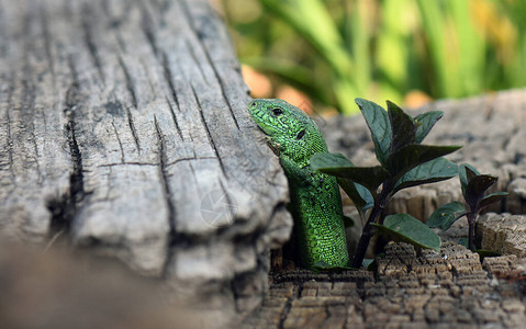 绿蜥蜴从树桩向外看背景图片