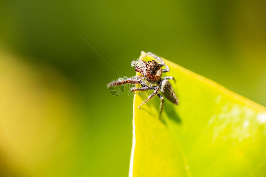 来自澳大利亚的彩色咬人跳线蜘蛛也称为Opisthon图片