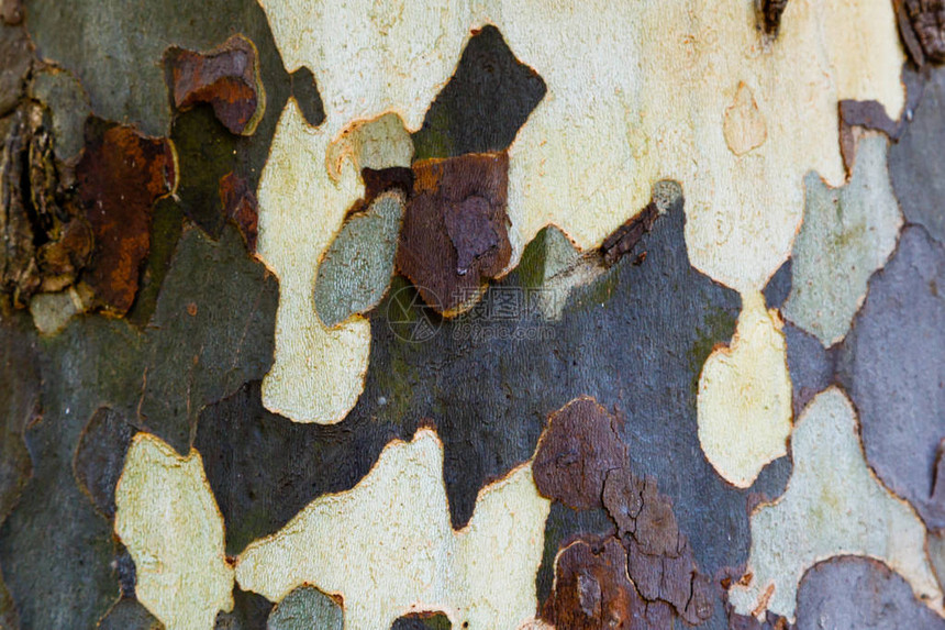 梧桐树Platanacerifolia的树皮呈灰色绿色米色斑点树皮纹理背景图片