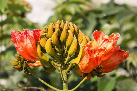非洲郁金香树的橙色花背景图片
