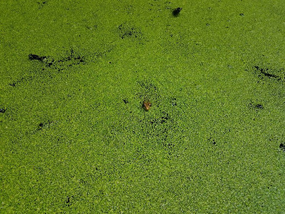 静态池塘或湖水绿色植物图片