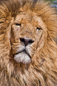 狮子PantheraLeo图片