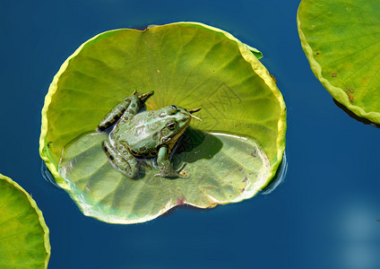 青蛙在湖上的荷叶上休息背景图片