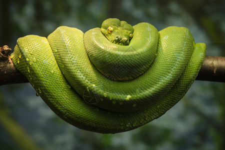 绿蛇在树枝上卷起来图片