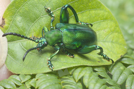 绿色甲虫的全身照图片