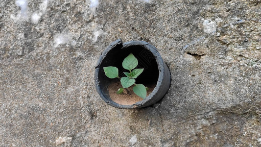 植物幼苗生长在排水管的末端嵌入混凝土墙图片