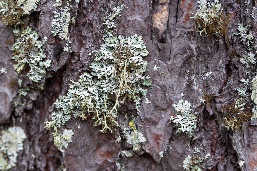Parmeliaceae在松树皮上图片