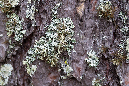 Parmeliaceae在松树皮上背景图片