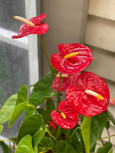 植物尾花法拉明戈花或蕾丝叶的照片背景图片