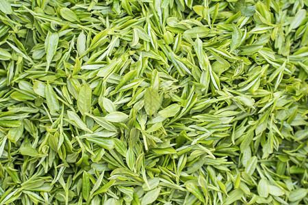 新鲜的绿色郁郁葱葱的茶叶图片