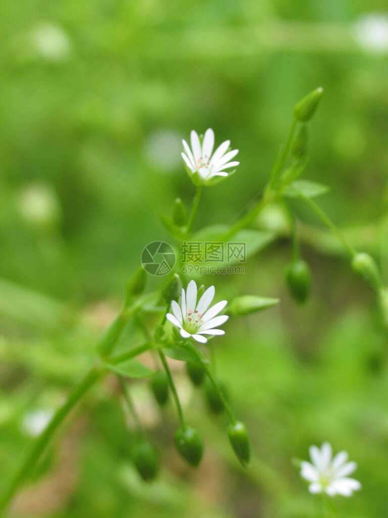 在绿色背景的白花图片