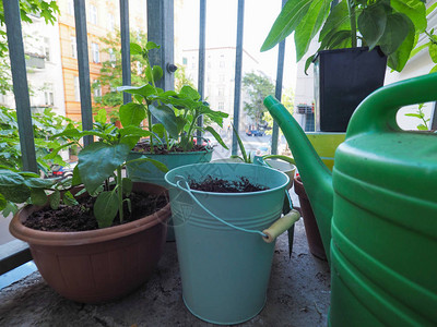 城市房屋阳台上生长的室内植物背景图片