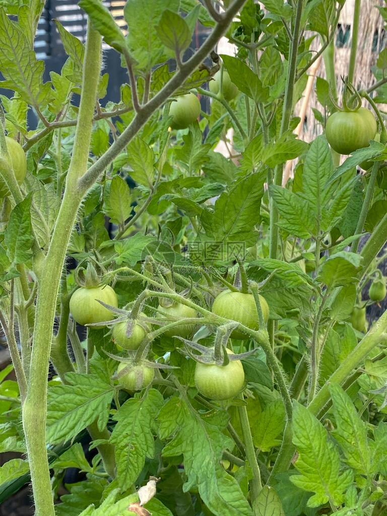 照片来自绿番茄植物果实图片