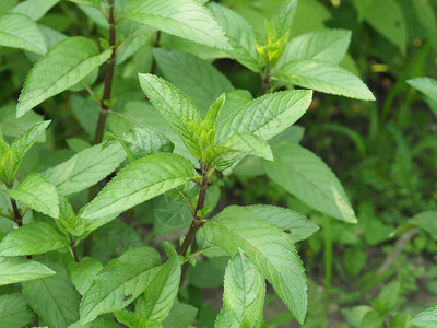 薄膜植物科学名称Menth图片