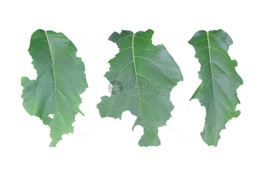 白色背景上隔着洞的叶子绿叶被蠕虫或害虫吃掉带有剪切图片