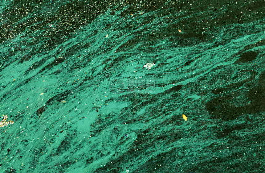 自然背景藻类污染了水面上的绿藻水表面图片