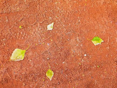 橙色背景上的绿色树叶夏季背景抽象背景上的明亮叶子有创意图片